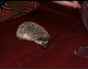 hedgehog