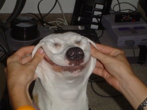 really_happy_dog-img-604