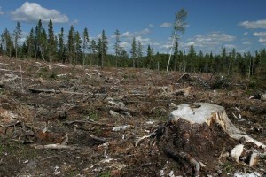 deforestation2