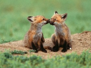 foxes