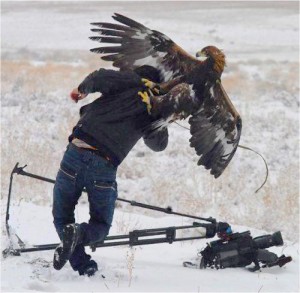 golden-eagle-attacks-cameraman-1